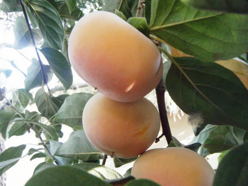 056 - копия