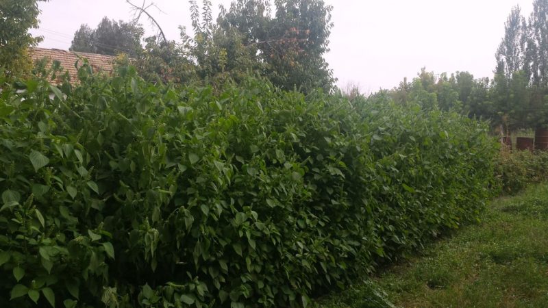 Кунжут